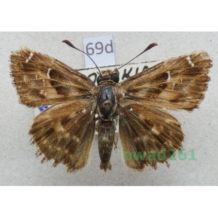 Carcharodus alceae (Esper, 1780) Bulgaria69d
